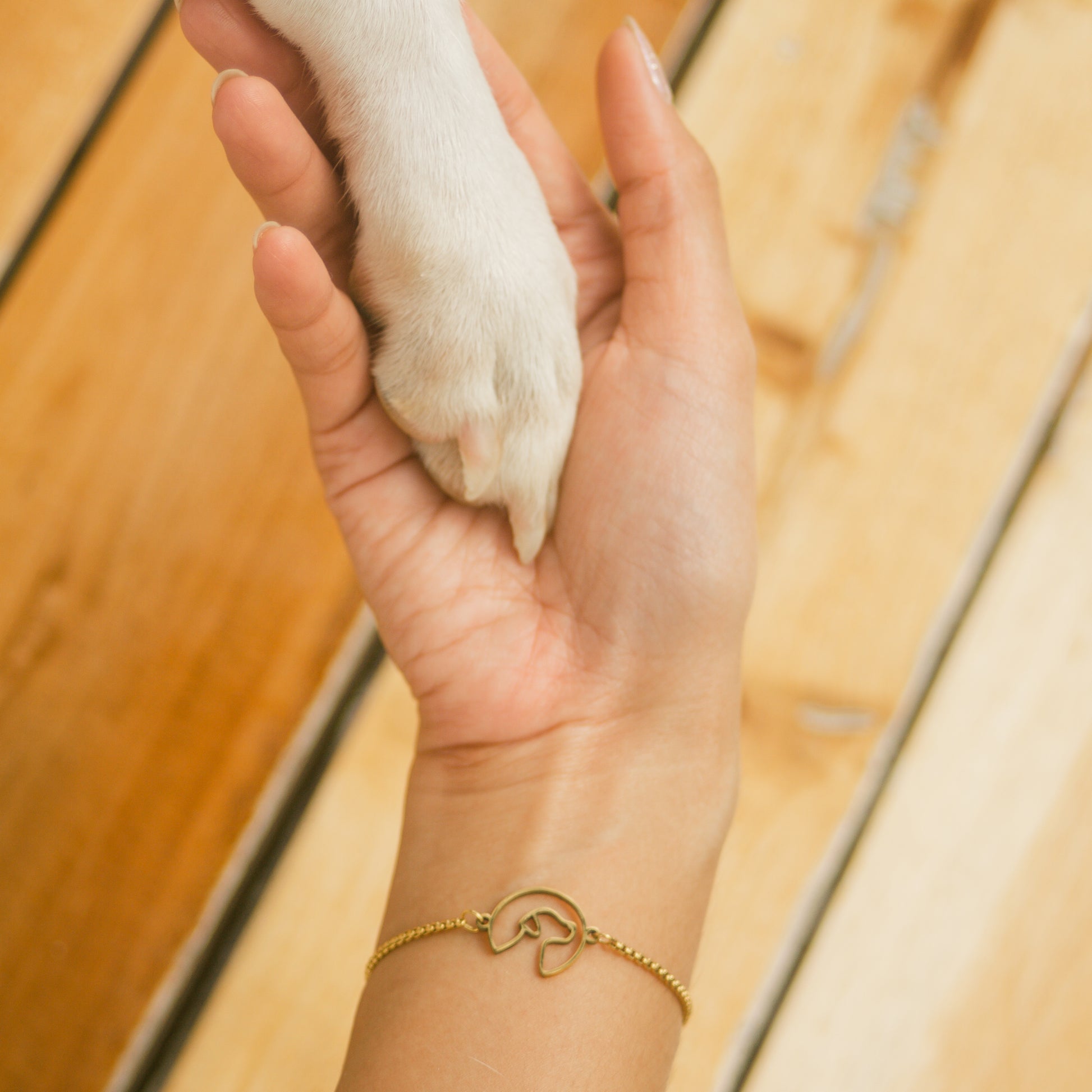 Pawssion Project Cheap Rescue Dogs BIANCA