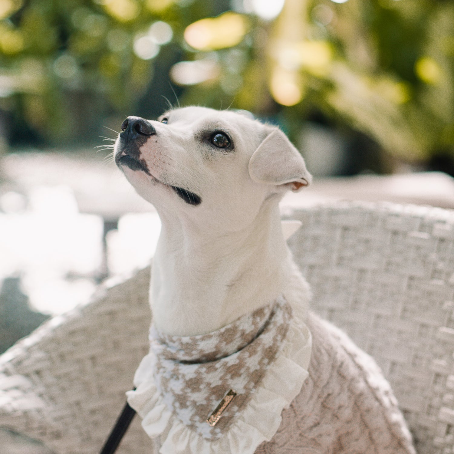 Bianca the Aspin - Isolana.co
